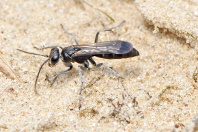 grijze spinnendoder (Pompilus cinereus) 6-2008 0497
